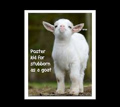 Poster Kid For Stubborn As A Goat Baby Goats Goats Animals