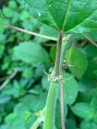 Image result for Pouzolzia parasitica