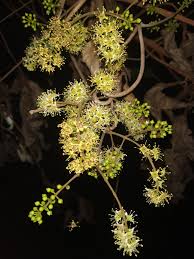 Image result for Combretum pisoniiflorum