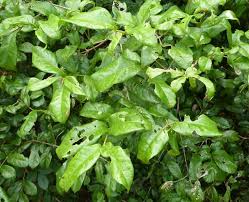 Image result for Combretum illairii