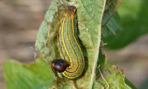 Insects and pests of field crops. Bean Leafroller Urbanus Proteus Linnaeus