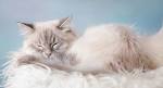 What is a traditional or doll-faced Persian cat? | Pets4Homes