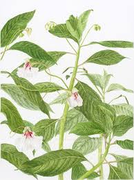 Image result for Impatiens hochstetteri