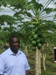 With simple and natural ingredients, you can some of these fertilizers can be made or collected at home using common goods from the kitchen or backyard. Kwadwo Inkoom Www Natureandmore Com