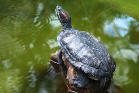 What Should I Feed My Red Eared Slider Turtle