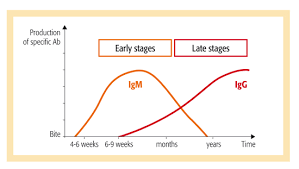 Vidas Lyme Igm And Vidas Lyme Igg Clear Cut Immune Status And Rapid Differential Diagnosi Biomerieux Clinical Diagnostics