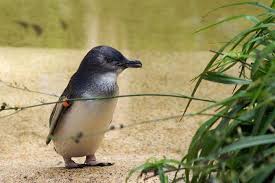 The Little Penguin Eudyptula Minor Is The Smallest Species Of Penguin It Grows To An Average Of 33 Cm 13 In In Penguins Penguin Species Kinds Of Penguins