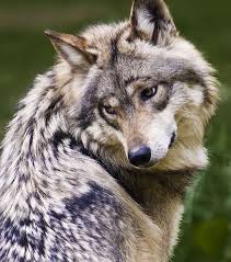 Mexican Wolf Endangered Status Critical Goruntuler Ile Hayvanlar Hayvan Resimleri