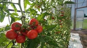Check spelling or type a new query. Trellising Tomatoes Basket Weave String Lower Lean Johnny S Selected Seeds