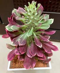 Image result for Monadenium friesii