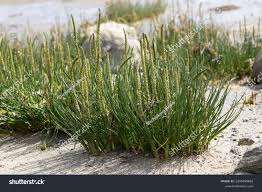 Image result for Juncaginaceae