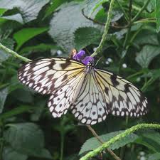 Variegated fritillary butterflies are examples of this. Variegated Fritillary Butterfly Free Photo On Pixabay
