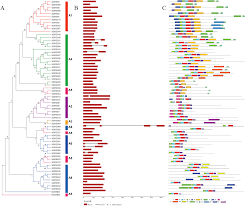 User code begin 0 */ volatile uint32_t * dac; Genome Wide Analysis Identification Evolution And Genomic Organization Of Dehydration Responsive Element Binding Dreb Gene Family In Solanum Tuberosum Peerj