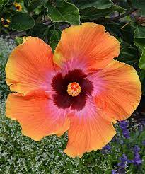359 likes · 23 talking about this · 317 were here. Cottage Farms Direct Live Fiesta Hibiscus Tree Best Price And Reviews Zulily