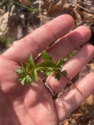 Image result for Rhynchosia resinosa