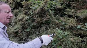 Check spelling or type a new query. Removing Brambles And Their Roots From Within Shrubs Youtube