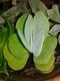 Kalanchoe Oreja Elefante Plant Leaves Succulents Plants