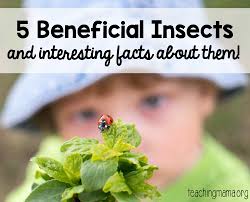 5 Beneficial Insects To Be Happy You Have Around