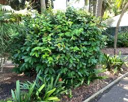 Image result for Heteropterys