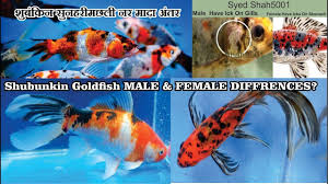 Shubunkin Goldfish Male Female Diffrences Goldfish Male Female Differen Shubunkin Goldfish Goldfish Goldfish Pond