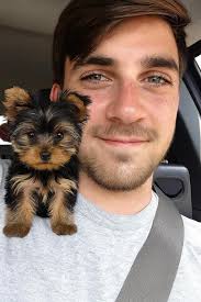 Yorkies as co-pilots