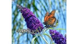 Butterfly Express