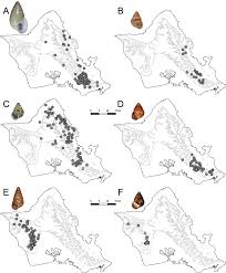 If it's your first time in hawaii, i can't imagine a better guide to follow. Overlooked But Not Forgotten The First New Extant Species Of Hawaiian Land Snail Described In 60 Years Auriculella Gagneorum Sp Nov Achatinellidae Auriculellinae