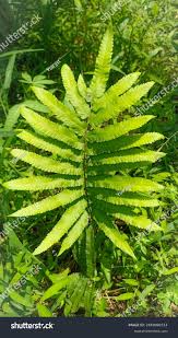 Image result for Cyclosorus