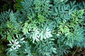 Obat Sakit Gigi Berlubang Dengan Daun Inggu Kering Tanaman Tanaman Obat Daun