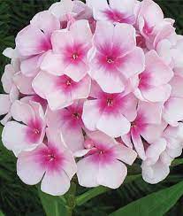 Pin On Gardening