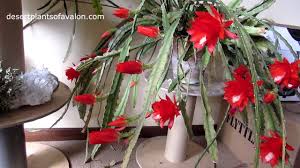How to care for an orchid cactus. My Epiphyllum Ackermannii Orchid Cactus In Stunning Full Flower Youtube