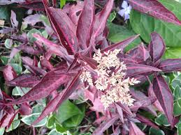 Image result for Iresine lindenii