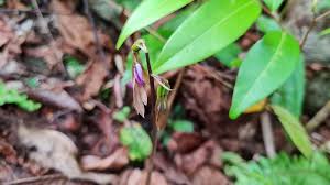 Image result for Nervilia sp.no.4