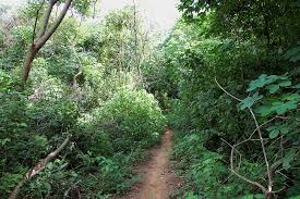 Image result for Manihot glaziovii