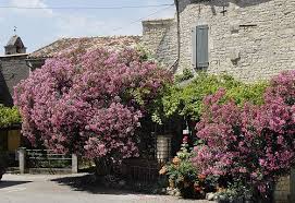 Maison De Village Craft Markets Village Plants