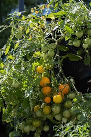 Two cherry tomatoes along with french marigolds or basil as companions; Hanging Basket Tomatoes 8 Best Varieties How To Grow Them Tomato Bible