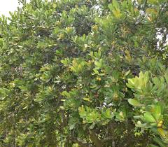 Image result for Manilkara obovata