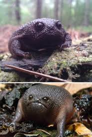 These creatures are just freaking cool. The 24 Angriest Looking Animals Ever