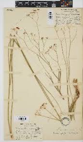 Image result for Deverra denudata