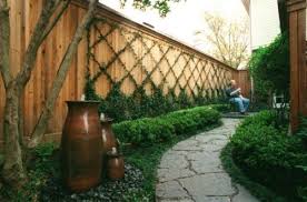 Chinese Star Jasmine Backyard Fences Backyard Vertical Garden