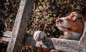 Dogs that are incapable of properly absorbing zinc suffer from crusted paw pads, stunted growth, diarrhea, and other symptoms. The Wonder Of Your Dog S Paws And How To Take Care Of Them The Farmer S Dog