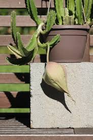 Image result for Stapelia gigantea