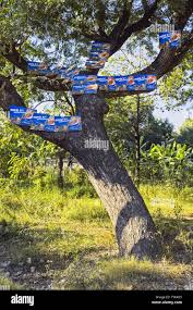 Image result for Cola greenwayi