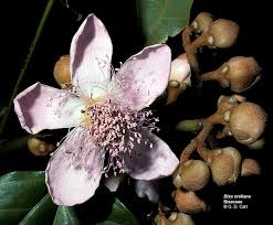 Image result for Bixaceae