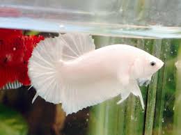 Red baby shrimp pakan ikan dengan extra betakaroten+ koukkai. Cara Budidaya Cupang Kolam Depan Rumah