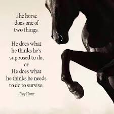 Beste Karrieremoglichkeiten Vertriebsmitarbeiter Journalist Sprachlehrer Ubersetzer Darsteller Inspirational Horse Quotes Horse Quotes Horse Riding Quotes