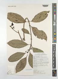 Image result for Xymalos monospora