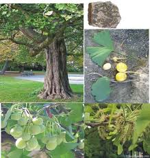Ginkgo arrived in north america in 1784 (philadelphia, pa) via england. Seed Plants Evolution Advanced Read Biology Ck 12 Foundation