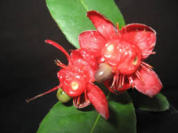 Image result for Ochna