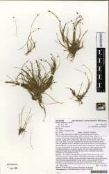 Image result for Isolepis setacea